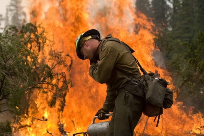 Orman yangınlarında ölenlerin sayısında dikkat çekici artış
