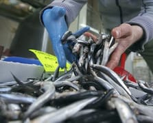 Hamsi fiyatındaki düşüş vatandaşı balıkçıya koşturdu