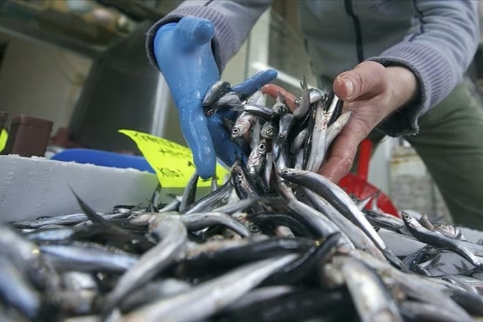 Hamsi fiyatındaki düşüş vatandaşı balıkçıya koşturdu