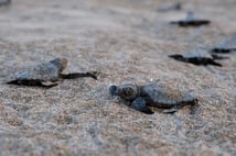 Çevre, Şehircilik ve İklim Değişikliği Bakanlığı'ndan yaban hayatına destek