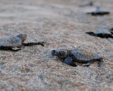 Çevre, Şehircilik ve İklim Değişikliği Bakanlığı'ndan yaban hayatına destek