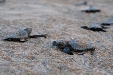 Çevre, Şehircilik ve İklim Değişikliği Bakanlığı'ndan yaban hayatına destek