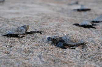 Yavru kaplumbağalar denizle buluşuyor