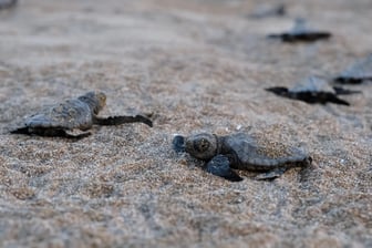 Yavru kaplumbağalar denizle buluşuyor