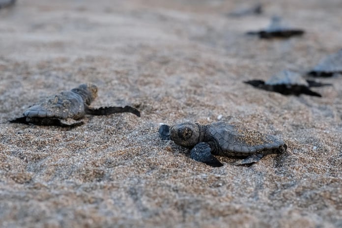 Çevre, Şehircilik ve İklim Değişikliği Bakanlığı'ndan yaban hayatına destek