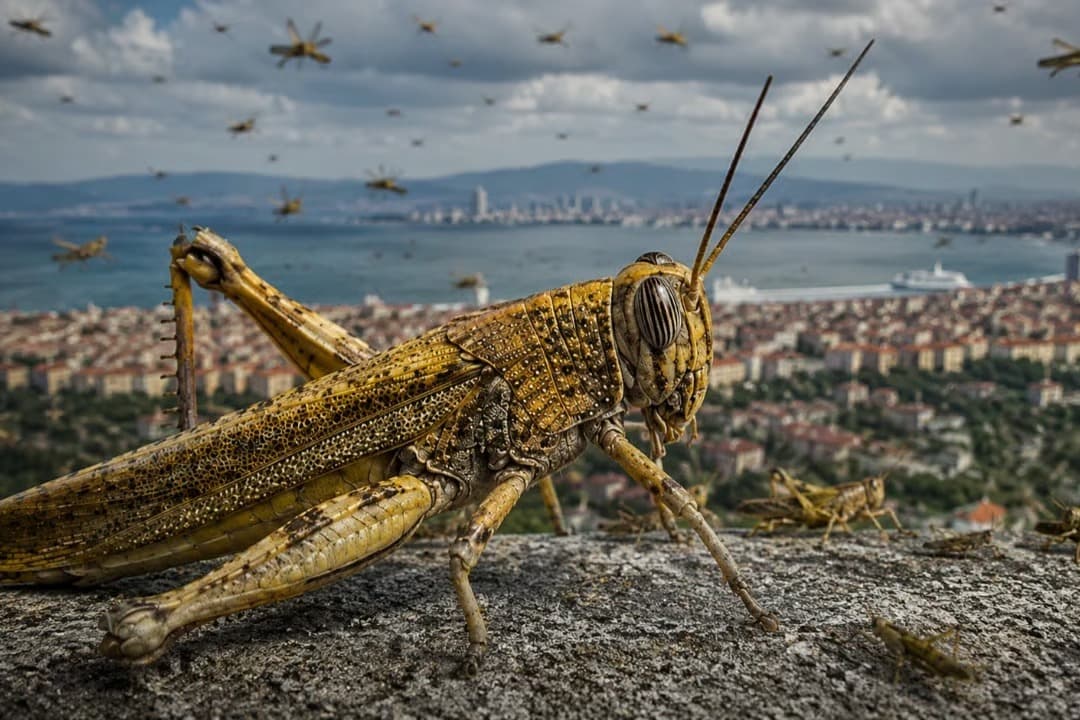 Bakanlıktan 'çekirge istilası' açıklaması! 