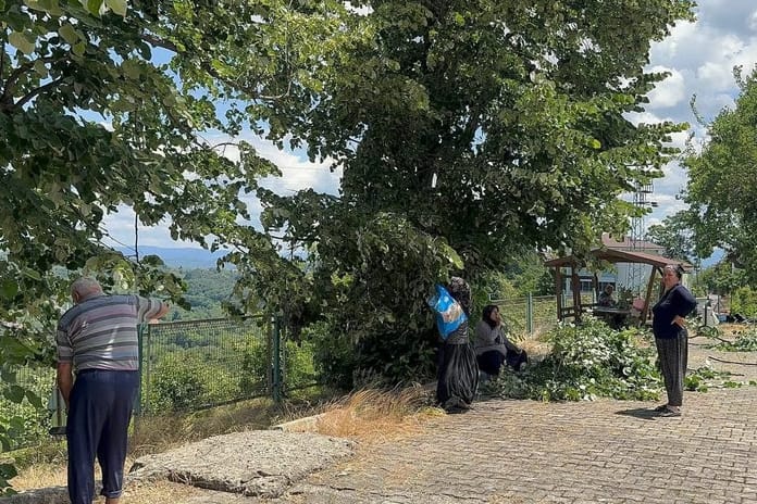 Hasat süresi sadece 10 gün sürüyor! Kilosu 3 bin TL'yi buldu