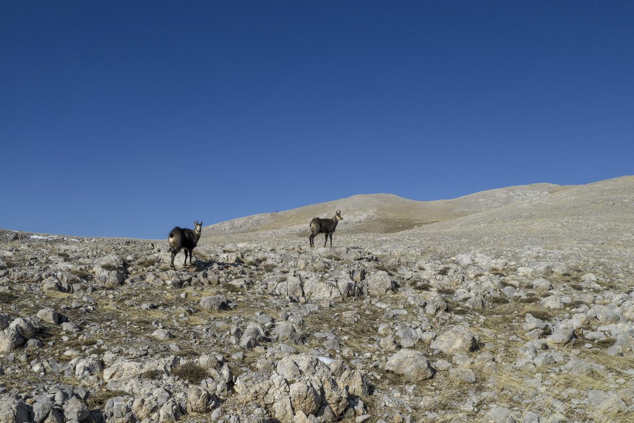 Tunceli zirvelerinde doğanın sürprizi: Çengel boynuzlu dağ keçileri