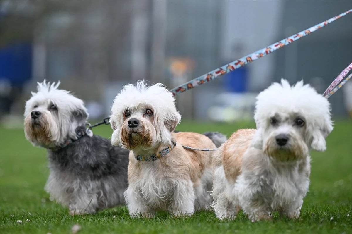 Dünyanın en büyük köpek gösterisi Crufts Birmingham'da devam ediyor