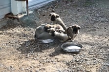 Sokak hayvanları için toplanan 25 milyon 440 bin TL'yi kendi hesaplarına geçirdiler