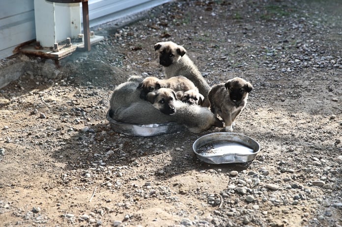 Sokak hayvanları için toplanan 25 milyon 440 bin TL'yi kendi hesaplarına geçirdiler