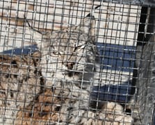 Bitkin halde bulunan vaşak tedavi altına alındı