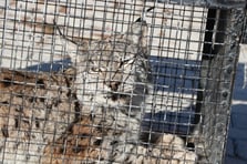 Bitkin halde bulunan vaşak tedavi altına alındı