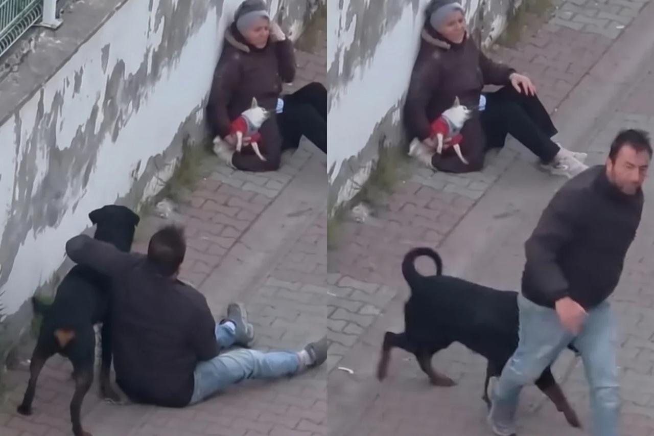 Ağızlıksız gezdirilen rottweiler dehşet saçtı