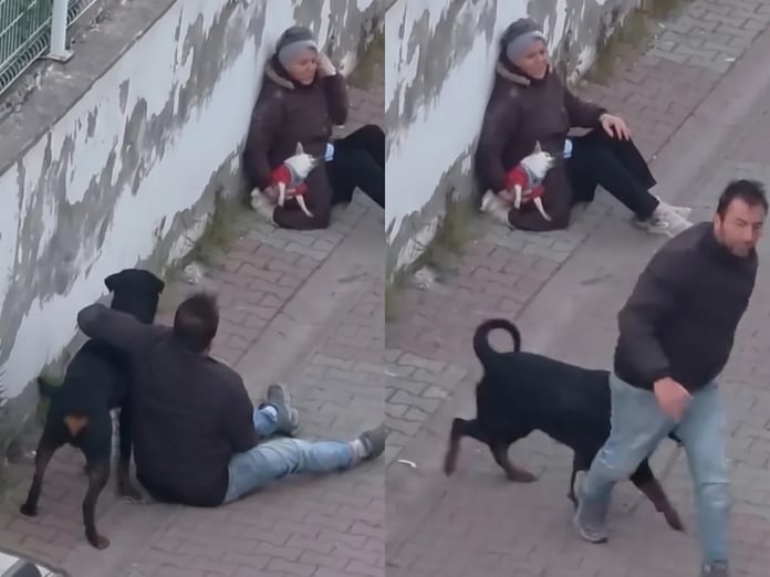 Ümraniye'de ağızlıksız gezdirilen köpek küçük köpeğe saldırdı