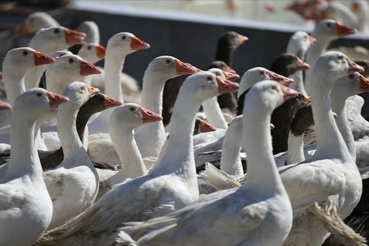 Kanada'da kazlar karargahı bastı