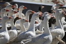 Kanada'da kazlar karargahı bastı