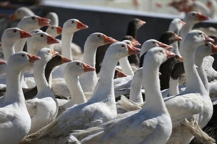Kanada'da kazlar karargahı bastı