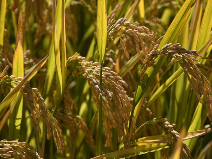 Kuraklık, pirinç rekoltesini düşürdü: Fiyat artışı kaçınılmaz