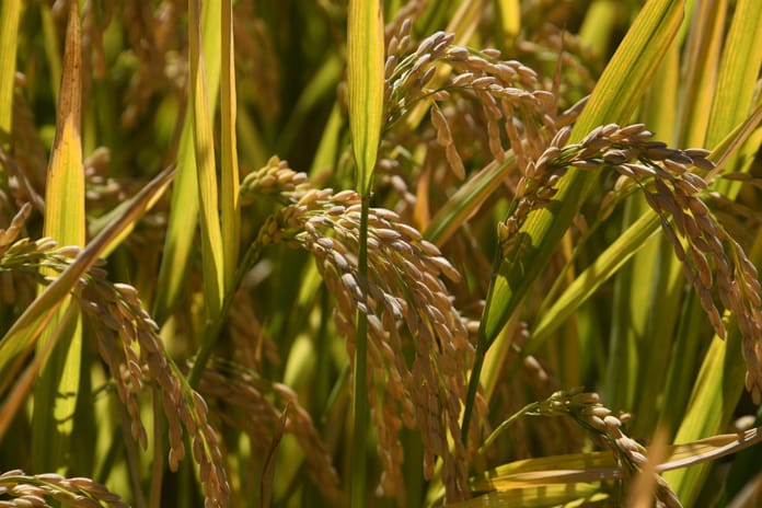 Kuraklık, pirinç rekoltesini düşürdü: Fiyat artışı kaçınılmaz