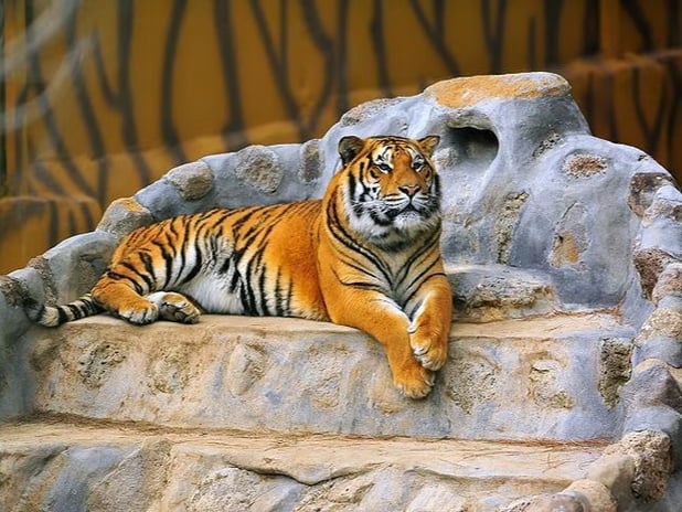 Danimarka'da evcil hayvanları yırtıcılar yesin diye bağışladılar