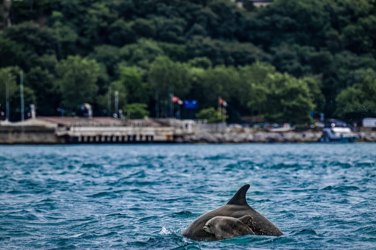 İstanbul Boğazı’nda yunus takibi! Sırt yüzgeçlerinden kimlikleri belirleniyor