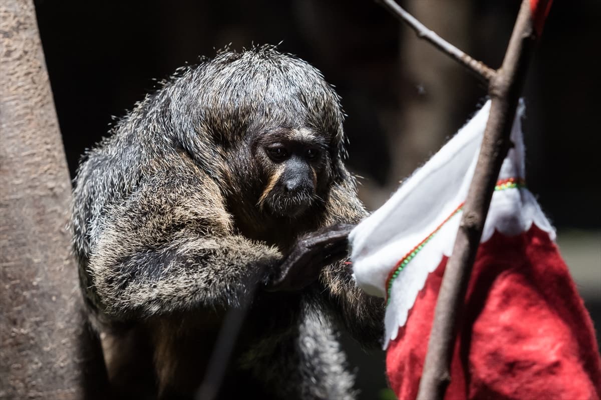 London Zoo’da maymunlara Noel sürprizi
