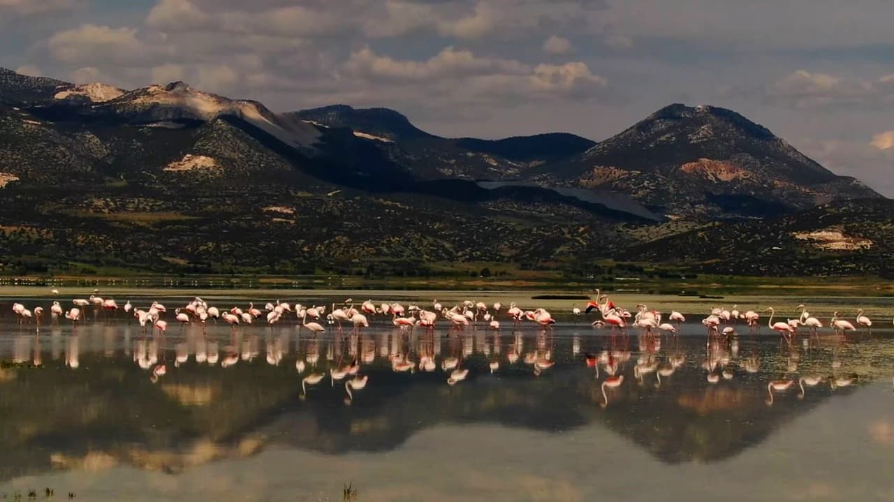 Bir zamanlar flamingolar uçardı: Yarışlı Gölü artık yok