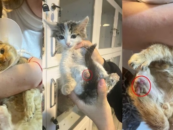 Isparta'da kan donduran olay! Sokak hayvanlarının uzuvları büyü için kesiliyor