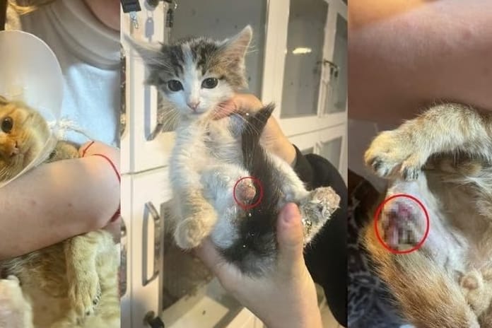 Isparta'da kan donduran olay! Sokak hayvanlarının uzuvları büyü için kesiliyor