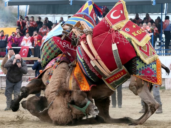 Aydın Büyükşehir Meclisi'nde deve güreşleri tartışması