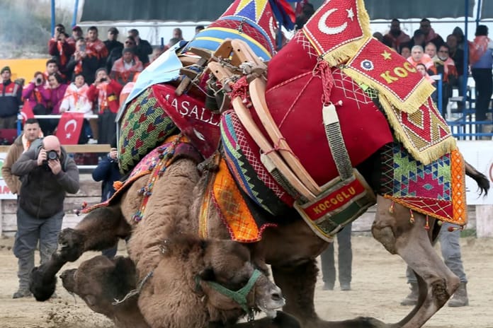 Aydın Büyükşehir Meclisi'nde deve güreşleri tartışması