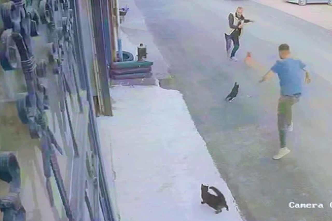 İki kedi hem birbirine hem de köpeğe saldırdı