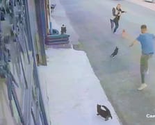 Köpeğini gezdirmeye çıkaran adam kedilerin saldırısına uğradı