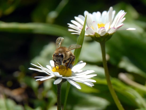 İlk cemre ne zaman düşecek? 2026 yılında havaya, toprağa, suya cemre düşme tarihleri nelerdir?