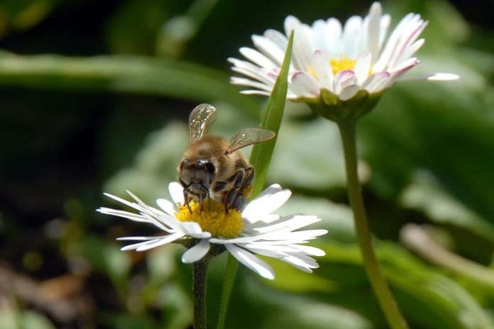 İlk cemre ne zaman düşecek? 2026 yılında havaya, toprağa, suya cemre düşme tarihleri nelerdir?