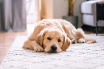 Dünya Hayvanları Koruma Günü ne zaman? Dünya Hayvanları Koruma Günü anlamı ve tarihçesi nedir?