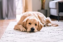 Dünya Hayvanları Koruma Günü ne zaman? Dünya Hayvanları Koruma Günü anlamı ve tarihçesi nedir?