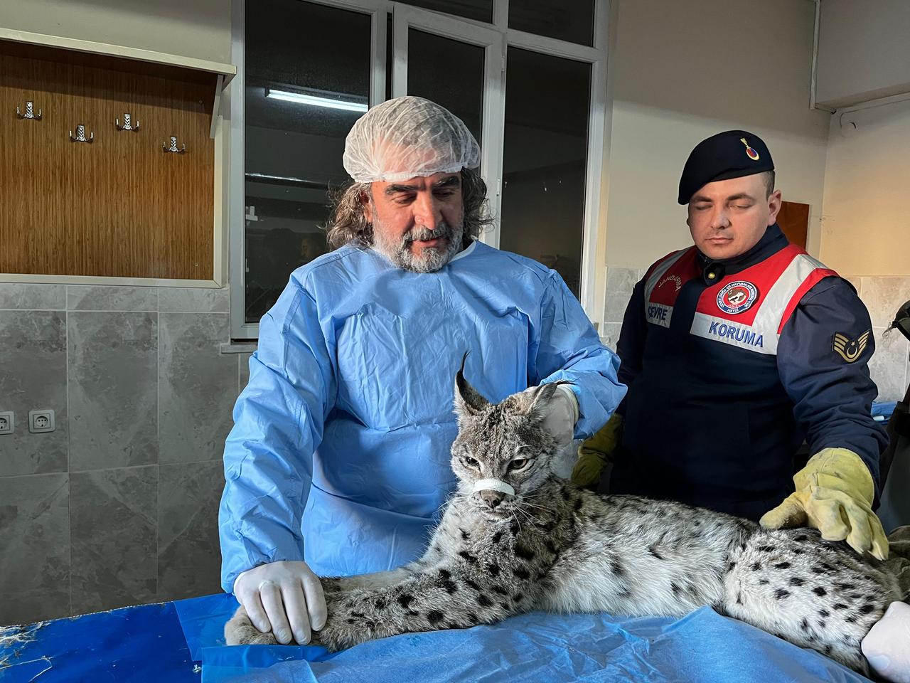 Bitkin halde bulunan vaşak tedavi altına alındı