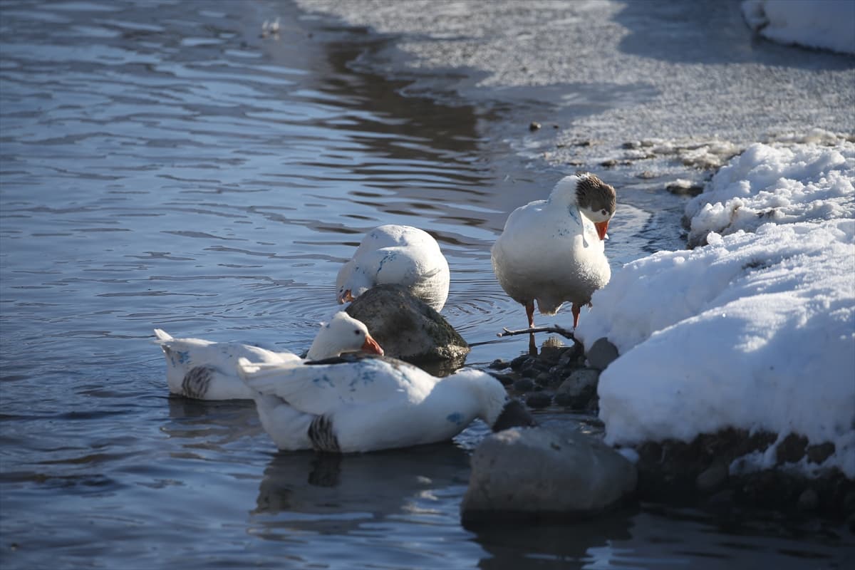 Kars’ta soğuk hava: Kazlar serin sularda yüzdü 