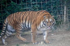 Hayvanat bahçesinden evcil hayvanları yem etme çağrısı