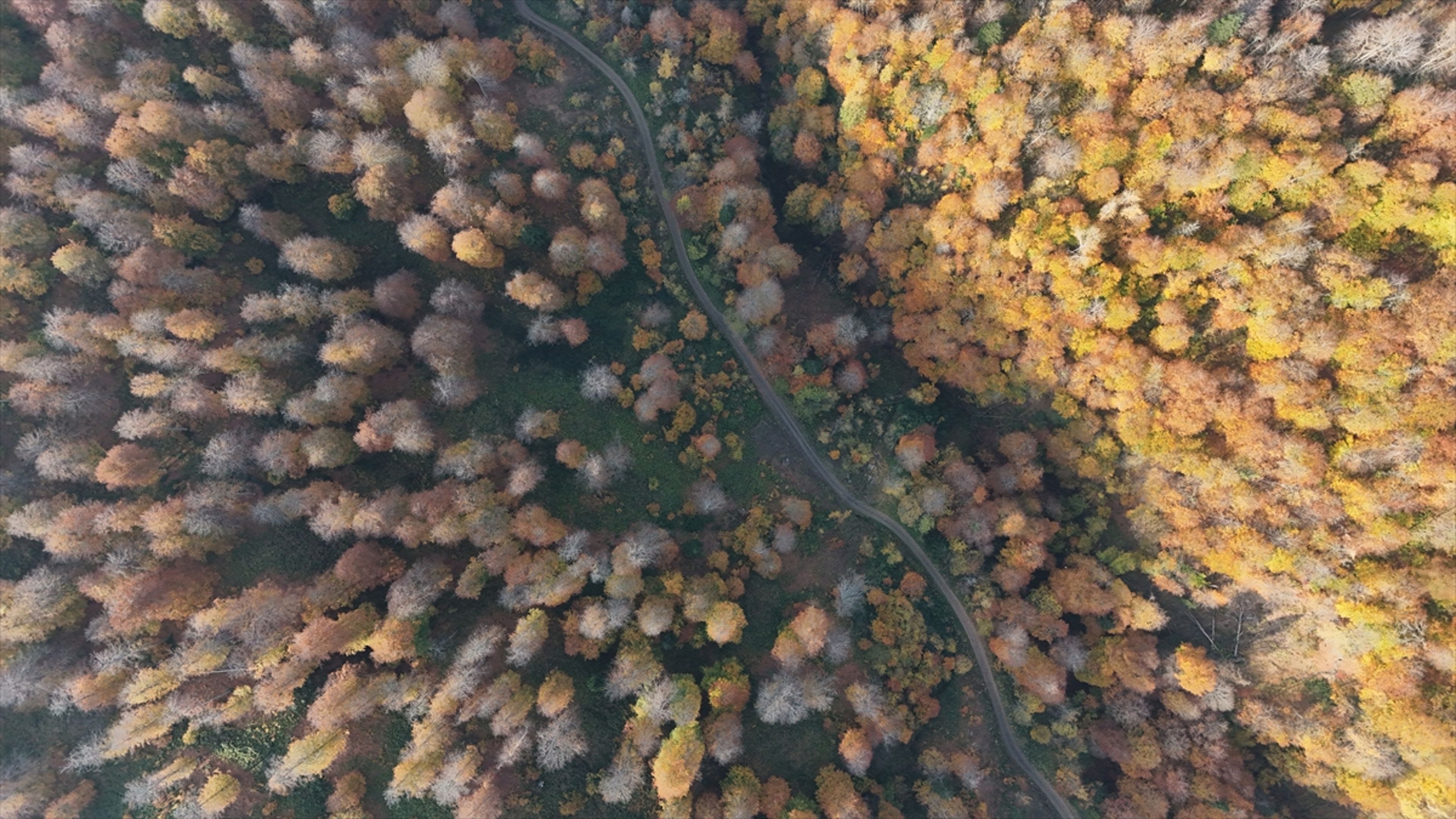 Galeri Fotoğrafı