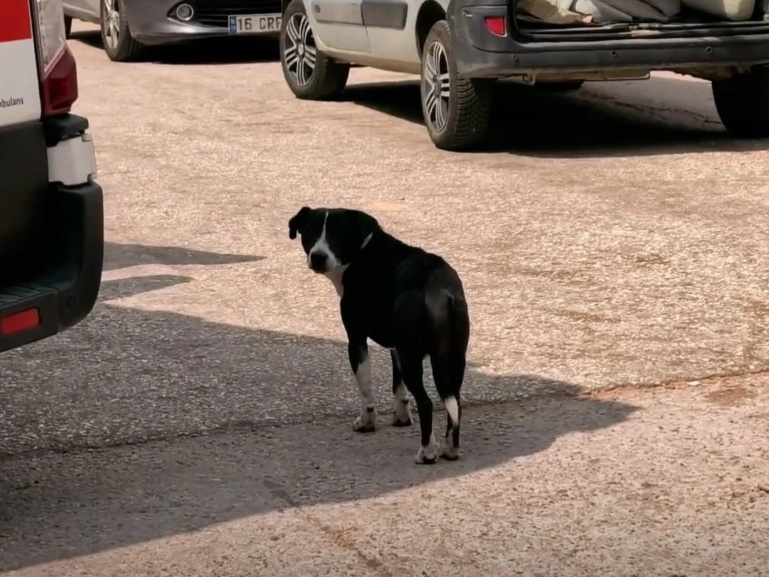 Ambulansın yanında bekledi