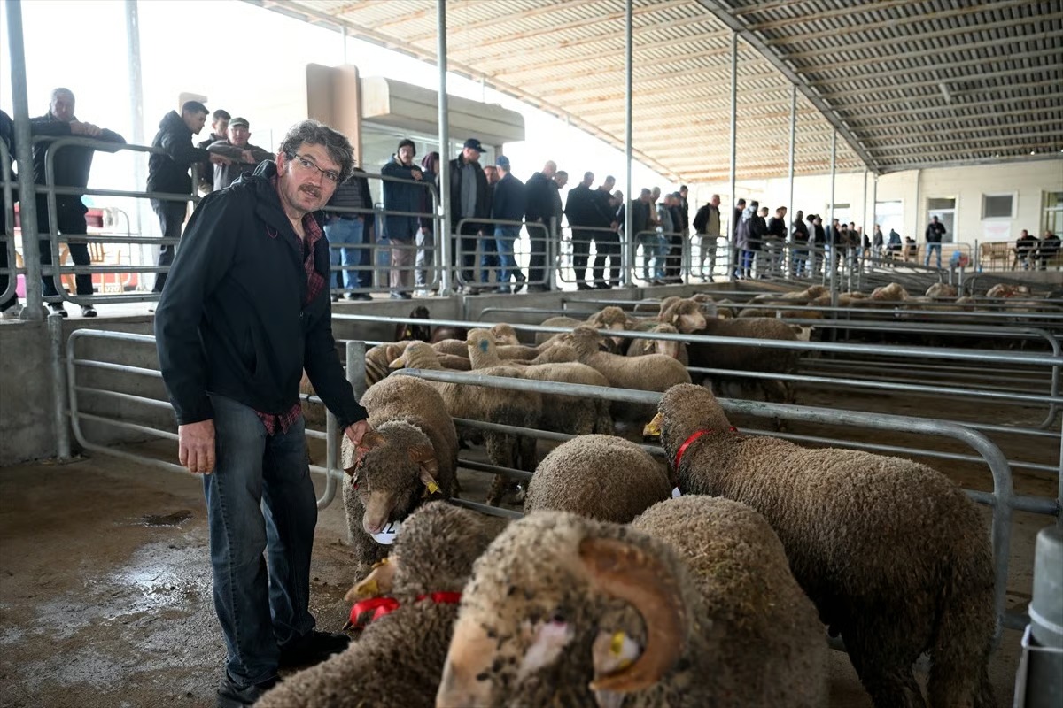 Edirne'de kurbanlık mezatı düzenlendi