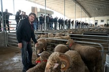 Edirne'de düzenlenen ikinci koç ve teke mezatı yoğun ilgi gördü