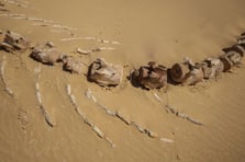 Avustralya'da yaklaşık 26 milyon yıllık keskin dişli balina türü keşfedildi