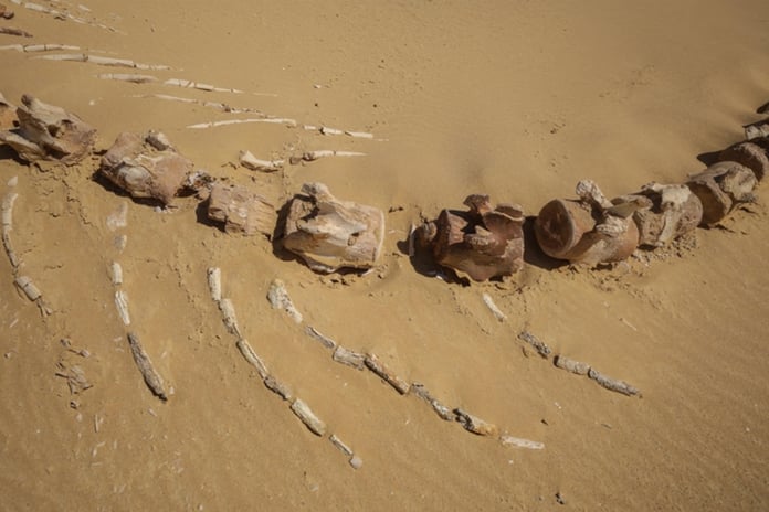 Avustralya'da yaklaşık 26 milyon yıllık keskin dişli balina türü keşfedildi