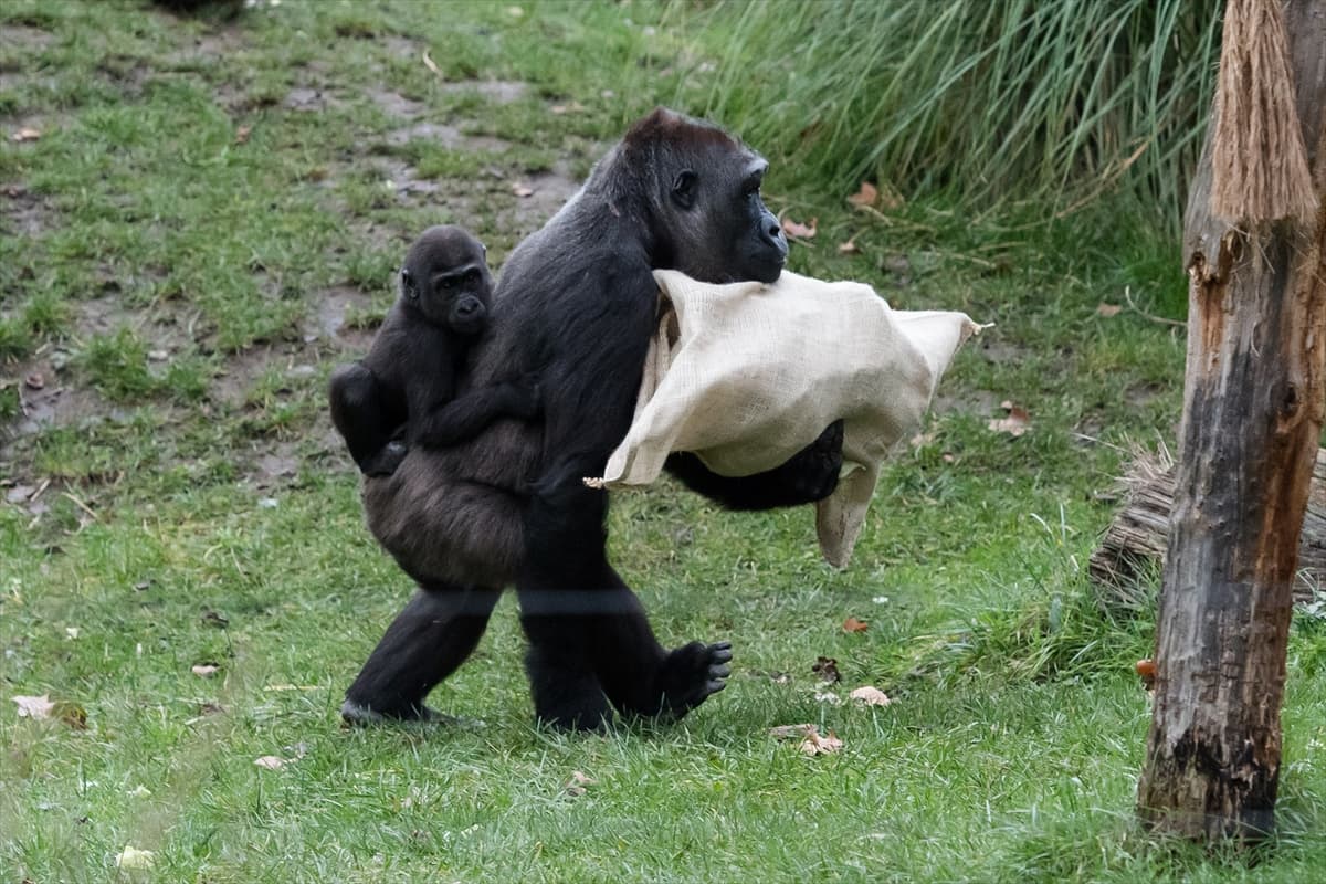 London Zoo’da maymunlara Noel sürprizi