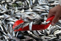 Yunan adalarındaki 'ucuz balık' Türkiye’den