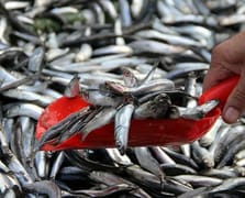 Yunan adalarındaki 'ucuz balık' Türkiye’den